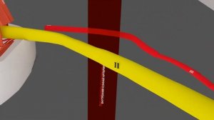 Глазодвигательный, блоковый и отводящий нервы | Путь от мозга (схематично)| Medanatfarm