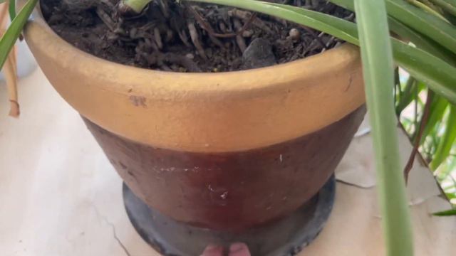 Комнатные цветы на фитильном поливе. Обзор моих комнатных растений. смотреть онлайн