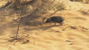 ШОКИРУЮЩИЕ  ФАКТЫ О ЕЖИКАХ