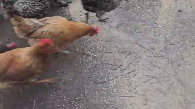 ЖИЗНЬ ЗА ГОРОДОМ В СЕЛЕ / ЗАПЕКАЮ ЛОСОСЯ В ДУХОВКЕ / ПРИШЁЛ ДЕНЬ РАСТАВАТЬСЯ 🥹 смотреть онлайн