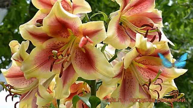 Лилия от-гибрид Холланд Бьюти (lilium) ? обзор: как сажать, луковицы лилии Холланд Бьюти
