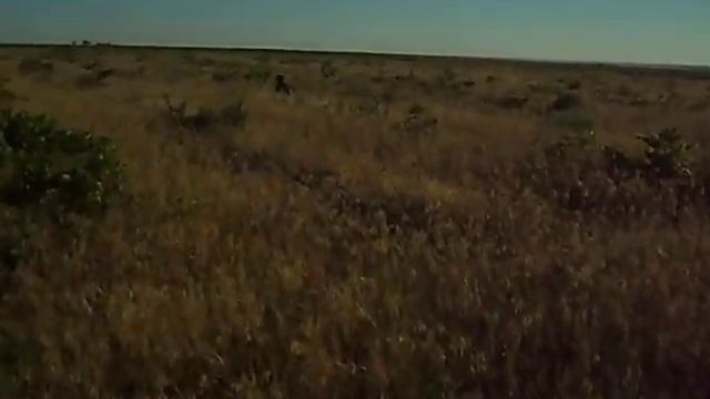 Курцхаар Центурион Крысобой смотреть онлайн