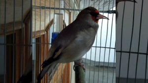 Пение Щегол Седоголовый