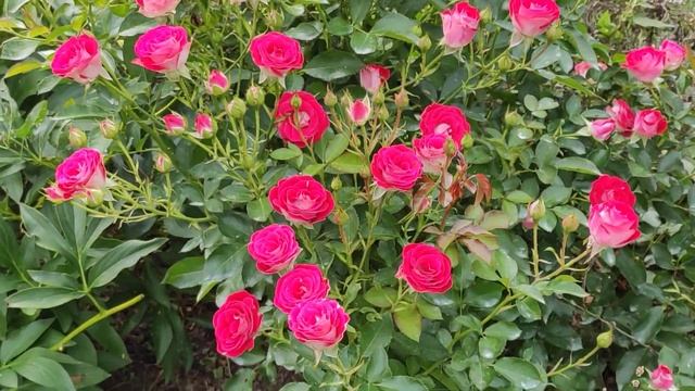 Роза Schöne Koblenzerin (Шон Коблензерин) смотреть онлайн