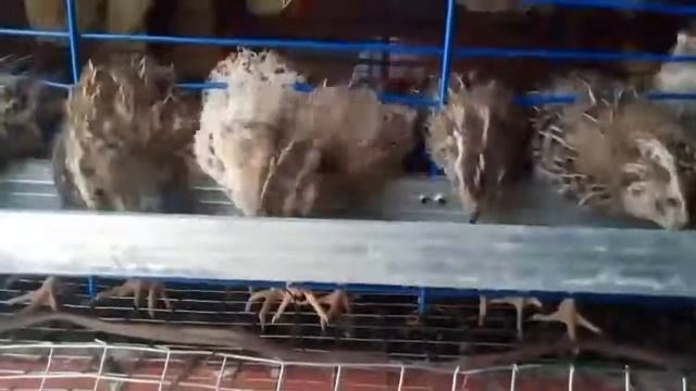 Чем и как кормить перепелов.