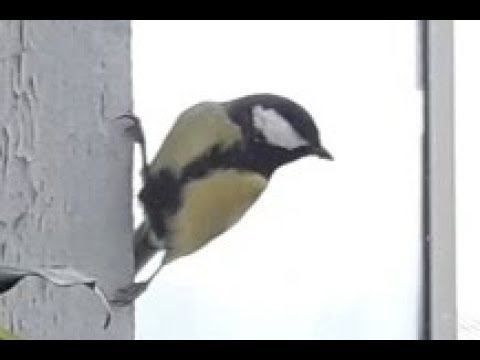 Синицы прилетели смотреть онлайн