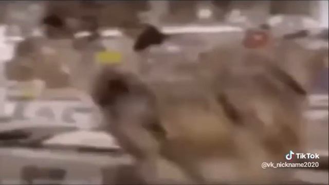 КОТ В НАУШНИКАХ. ОРИГИНАЛ??? смотреть онлайн