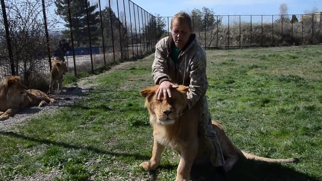 ФИЛЯ остался таким же львом - весельчаком! смотреть онлайн