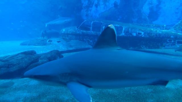 4K Аквариум с Акулами под спокойную музыку. смотреть онлайн