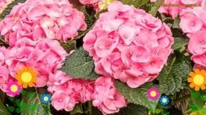 Гортензия листовая. Краткий обзор, описание характеристик hydrangea macrophylla рембрандт дольче чи