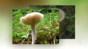 Clitocybe suaveolens - fungi kingdom