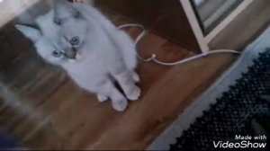 1 видео со снежкой!!!! Как научить кошку тренировать без корма??? (Alise Wet)