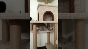 Игровой комплекс для кота своими руками!