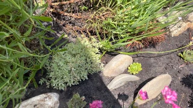 ПРОДОЛЖЕНИЕ: СТРИЖКА САМШИТОВ, МОЖЖЕВЕЛЬНИКА. ЧТО ВЫШЛО? смотреть онлайн