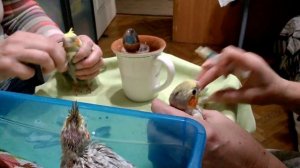 Кореллы. Папа Гвиня помогает кормить птенцов.