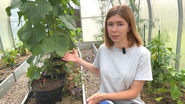 ШПАРГАЛКА ПО ПРОБЛЕМАМ ОГУРЦОВ. Пятна на листьях, кривые плоды, желтеющие завязи