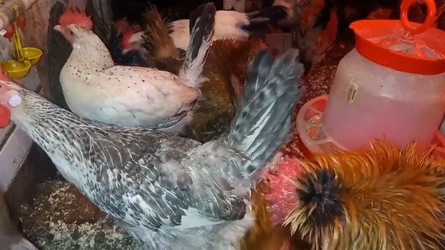 Два слова о щавеле для кур.(Two words about sorrel for chickens.) смотреть онлайн