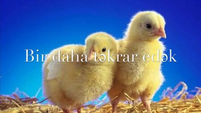 Cip Cip Cucələrim Uşaq Mahnısı/pianoda oynamaq/ Uşaqlar Üçün смотреть онлайн