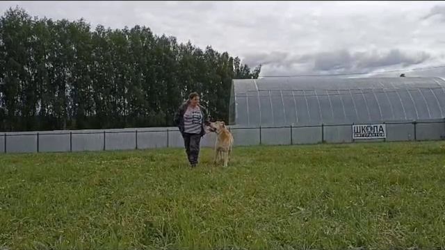 Дрессировка Среднеазиатской овчарки