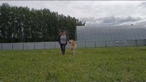 Дрессировка Среднеазиатской овчарки