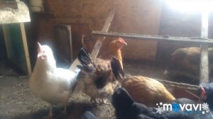 Порода, Кучинская Юбилейная.