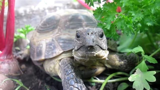 ЧЕРЕПАШЬЯ ЖИЗНЬ! :) смотреть онлайн