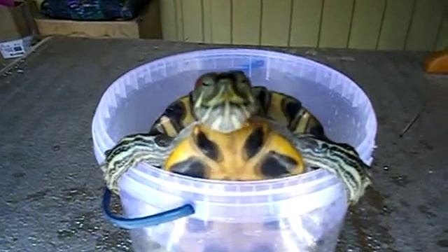 Красноухая черепаха. Забавное видео.