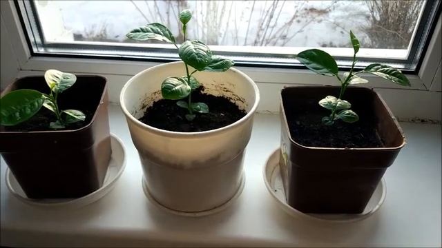 ЛАЙМ! Экзотика в Сибири. смотреть онлайн