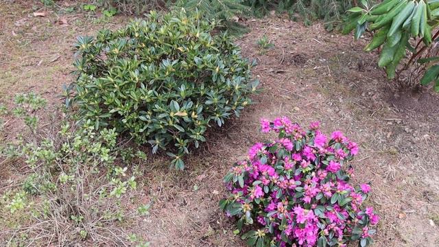 All About Japanese Azaleas | Our Japanese Garden Escape