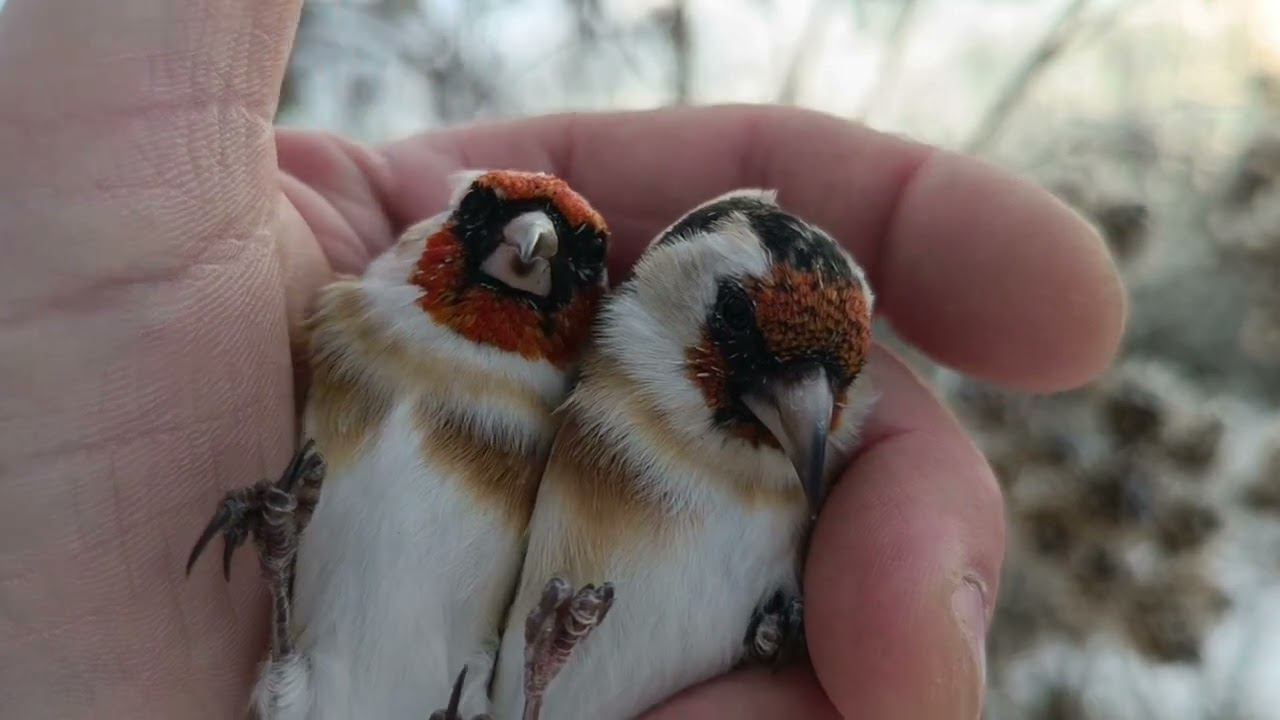 Ловля щеглов 8.11.2023. смотреть онлайн