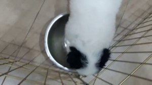 Спасённый щенок играет с чашкой