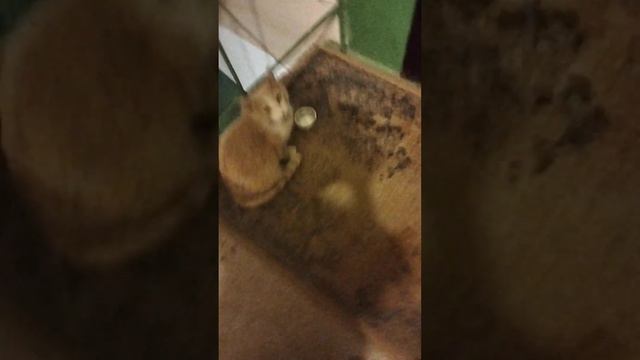 Кормили котика(назвали барсиком) смотреть онлайн