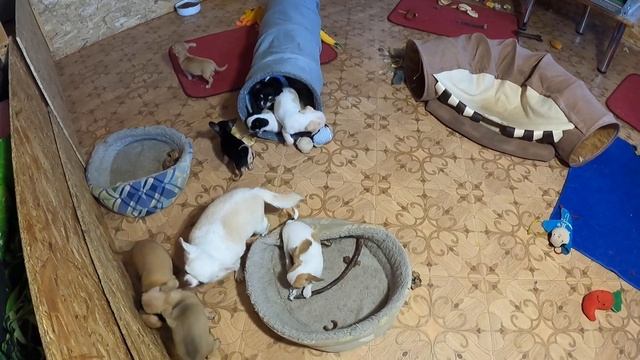 ПРОДАЮ ЧИХУАХУА щенков / Детки растут, увеличили территорию для игр / Купить чихуа в питомнике СПб смотреть онлайн