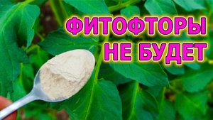 Средство от фитофторы на томатах и болезней огурцов. Чем обработать огурцы и томаты от болезней.