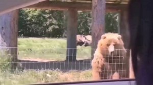 Подборка смешных животных 3 ? Приколы с котиками и собаками ?