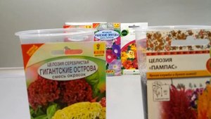 Сажаем целозию на рассаду.