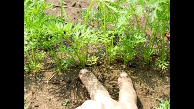 КАК ПРОРЕЖИВАТЬ МОРКОВЬ, ЧТОБЫ УРОЖАЙ БЫЛ ОБИЛЬНЫЙ