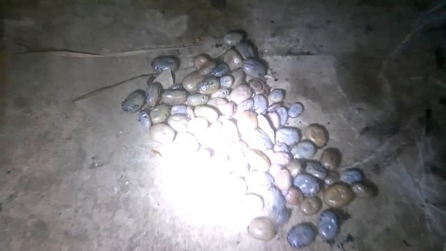 Снял 120 клещей с собаки. Пес жив. Весна смотреть онлайн