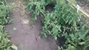 Несколько причин , почему не цветут помидоры