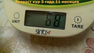 Адлерская серебристая порода кур. Возраст кур 3 года 11 месяцев