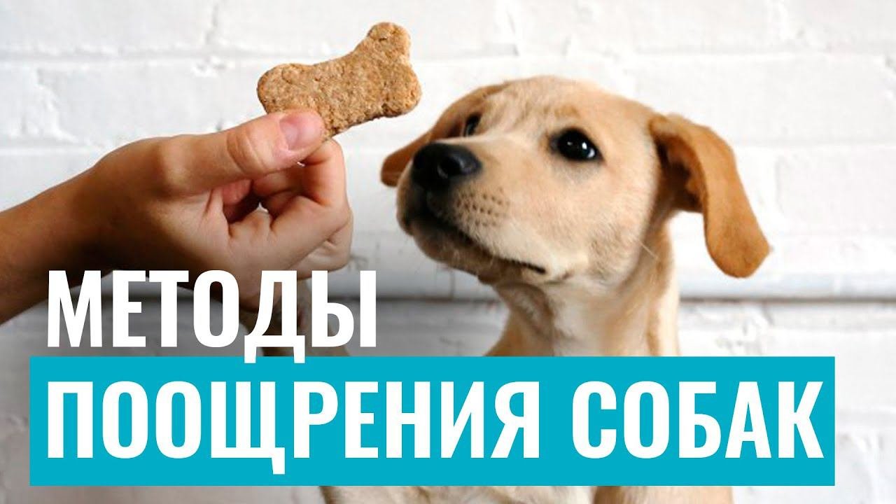 Собаки ЭТО ОБОЖАЮТ! Какие методы поощрения наиболее эффективны при тренировке собаки?