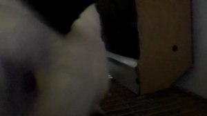 КРОЛЬЧИХА УМЕРЛА?♂️КРОЛЬЧАТ НЕ РОДИЛА? СКОЛЬКО КРОЛЬЧАТ ВНУТРИ?♂️Кролики содержание и разведение