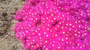 planta Lampranthus en flor