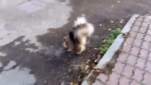 Песик писает на передних лапах, РЖАКА