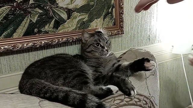 Нэко дзюцу. Как быстро поправить кошке ухо без вреда для здоровья. смотреть онлайн