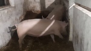 Что делать с мясом хряка.