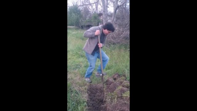 Повзнер и грядки