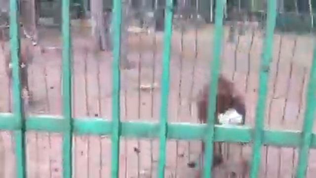 как кормить оленей и чем смотреть онлайн