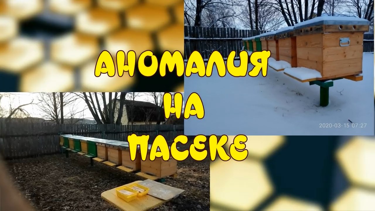 АНОМАЛИЯ НА ПАСЕКЕ