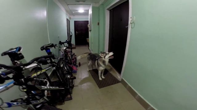 Фотосессия с Хаски. Глючит Gopro? Как вернуть деньги. Велопрогулка с Хаски.